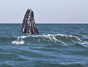 Gray whale Spy-hopping, Eschrichtius robustus