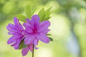 XXXL:紫色杜鹃花，绿色失焦背景