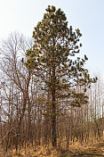 明尼苏达野生动物保护区的松树