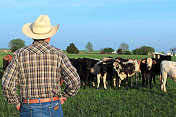 农业:农民牧场主与混种牛在一个领域