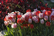 花园中红色和粉色郁金香的特写