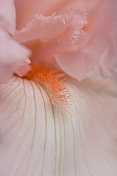 微距的粉红色须鸢尾花
