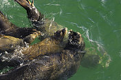 野生海狮一起游泳