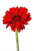 红色非洲菊，非洲菊，分离