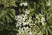乳白色接骨木花和叶子