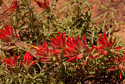 红印第安画笔野花犹他州锡安国家公园