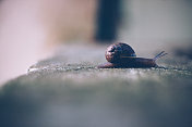 蜗牛缓慢移动