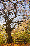 田园诗般的金秋风光，扭曲的大树长凳，五颜六色的树叶树叶