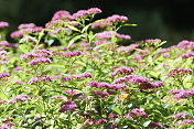 日本Spiraea