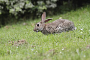 警觉的野兔从草丛中抬起头来