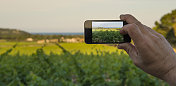 智能手机拍下葡萄园的照片