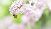 丁香花上的蜜蜂