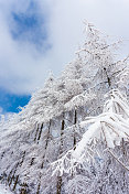 山上的树木覆盖着白霜和白雪