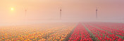 日出和雾笼罩着一排排盛开的郁金香。荷兰