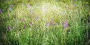 科罗拉多州的野花在午后的阳光下大量生长。自然景观。