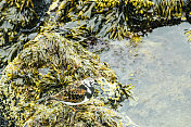 红土Turnstone (Arenaria翻译)，北岛海岸