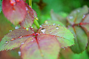 雨滴落在树叶上