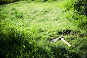 樵夫的斧头躺在绿草地上