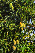 芒果水果树