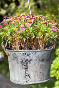 意大利托斯卡纳，挂满彩色花朵的金属桶