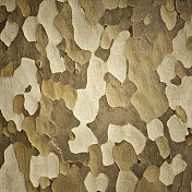斑点树皮纹理，正方形