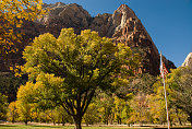 犹他州锡安国家公园秋天的一棵大杨树