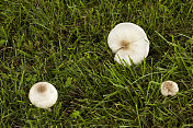 野草中的野生蘑菇