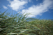 沙丘中的马拉姆草