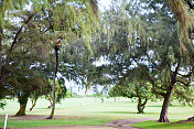 树在一个高尔夫球场在夏威夷RM