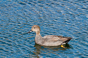 在池塘里游泳的Gadwall