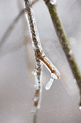 这是冬日里被冰雪覆盖的树枝的特写