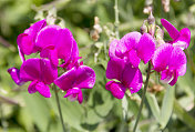 阔叶万年青豌豆(Lathyrus latifolius)