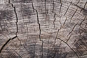 木质的老树龟裂剪成灰色纹理背景