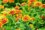 Zinnia盛开