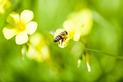 一只蜜蜂在黄花上盘旋