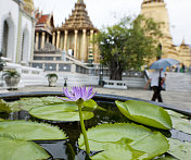 紫色睡莲在亚洲佛教寺庙建筑群上