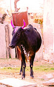 印度的牛