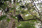 乌干达:一只黑猩猩坐在Kibale森林的树枝上