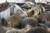 农村市场上的一群马。