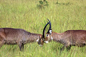 乌干达:水羚在姆布洛湖(Lake Mburo)咬角