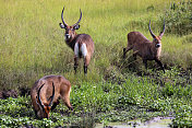 乌干达:三只水羚在池塘里吃草