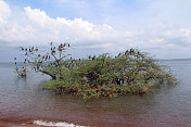 乌干达:维多利亚湖上的一棵被鸬鹚覆盖的树