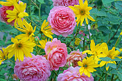 英国玫瑰“大卫奥斯汀”与紫锥菊
