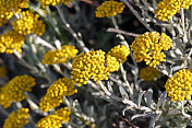 南非:桌顶山的黄色野花