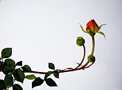 在茎上的粉红色玫瑰花蕾，孤立