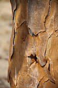 纳米比亚:Richtersveld国家公园的箭袋树树皮