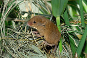 收获鼠(Micromys minutus)