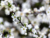 野李子(Prunus spinosa)花的特写图像