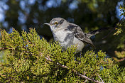 北方知更鸟（Mimus polyglottos）