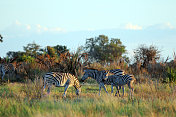 博茨瓦纳:奥卡万戈三角洲的斑马